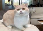 Cheese - Munchkin Cat For Sale - San Diego&comma; CA&comma; US