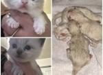 2 litters kats ravishing ragdolls - Ragdoll Kitten For Sale - Lancaster&comma; PA&comma; US