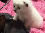 Boo - Siamese Kitten For Sale - Anaheim&comma; CA&comma; US