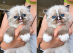 Blaze - Ragdoll Kitten For Sale - 