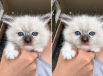 Mitts - Ragdoll Kitten For Sale - 