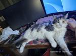 Ummi - Maine Coon Cat For Sale/Retired Breeding - Cayuga&comma; IN&comma; US