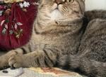 Molly - Scottish Straight Kitten For Sale - 