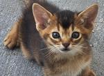 Ruddys - Abyssinian Kitten For Sale - TX&comma; US