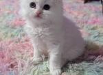 Pixel - Domestic Kitten For Adoption - Omaha&comma; NE&comma; US
