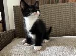Marco - Siberian Kitten For Sale - 