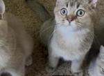 Squirrel - British Shorthair Kitten For Sale - Johns Creek&comma; GA&comma; US