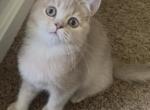 Beaux - British Shorthair Kitten For Sale - Johns Creek&comma; GA&comma; US