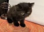 Art - Exotic Kitten For Sale - Poplarville&comma; MS&comma; US