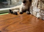 Dora - Siamese Kitten For Adoption - Staten Island&comma; NY&comma; US