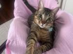 Avicii - Bengal Cat For Adoption - Dallas&comma; TX&comma; US