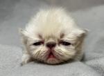 PO25 Lilac Point Persian Available - Himalayan Kitten For Sale - Lacey&comma; WA&comma; US