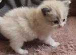 Female Kats ravishing ragdolls - Ragdoll Kitten For Sale - Lancaster&comma; PA&comma; US