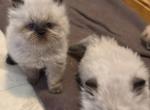 CFA Seal Point Females - Persian Kitten For Sale - 