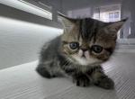 August babies - Exotic Kitten For Sale - 