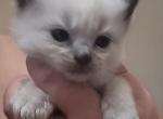 Male Kats ravishing ragdolls - Ragdoll Kitten For Sale - Lancaster&comma; PA&comma; US
