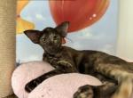 Taylor - Oriental Kitten For Sale - Brooklyn&comma; NY&comma; US