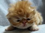 PO26 RED CREAM MALE Persian Available - Persian Kitten For Sale - Lacey&comma; WA&comma; US