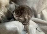 PO27 BLUE CREAM MALE Persian Available - Persian Kitten For Sale - Lacey&comma; WA&comma; US