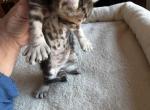 Polydactyl girl - Polydactyl Kitten For Sale - Absarokee&comma; MT&comma; US