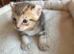 Nala Litter - Highlander Kitten For Sale - Absarokee&comma; MT&comma; US