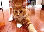 Sunny - Maine Coon Kitten For Sale - North Port&comma; FL&comma; US