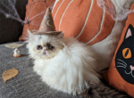 Cfa chocolate van male persian kitten - Persian Kitten For Sale - Woodburn&comma; IN&comma; US