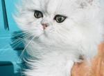 Baby Joshen boy - Persian Kitten For Sale - Houston&comma; TX&comma; US