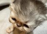 PO29 Tortie Snowy Face - Persian Kitten For Sale - Lacey&comma; WA&comma; US