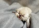 PO30 Himalayan Male - Himalayan Kitten For Sale - Lacey&comma; WA&comma; US