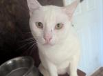 Jack - Khao Manee Cat For Sale - Canton&comma; TX&comma; US