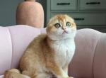 Bianca Litter B - Scottish Fold Cat For Sale - Chesnee&comma; SC&comma; US