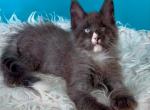 Dherlok - Maine Coon Kitten For Sale - Millingport&comma; NC&comma; US