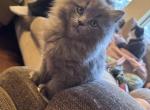Grey Female Perdoll - Persian Kitten For Sale - McKinney&comma; TX&comma; US