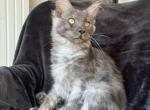 Boy V92 - Maine Coon Kitten For Sale - 