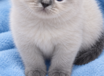 Nevsky Perl - Siberian Kitten For Sale - 