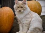 Mango - Maine Coon Kitten For Sale - McArthur&comma; CA&comma; US