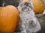 Mr Blueberry - Maine Coon Kitten For Sale - McArthur&comma; CA&comma; US
