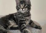 Maine Coon Female - Maine Coon Kitten For Sale - FL&comma; US