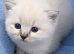 siberian - Siberian Kitten For Sale - Maryville&comma; TN&comma; US
