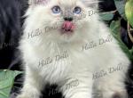 Health Tested x Passed - Ragdoll Kitten For Sale - Millersport&comma; OH&comma; US