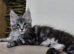 Maine Coon male - Maine Coon Cat For Sale - FL&comma; US