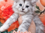 Celeste The Heavenly Litter - Maine Coon Kitten For Sale - Kingman&comma; AZ&comma; US