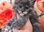 Nevaeh The Heavenly Litter - Maine Coon Kitten For Sale - Kingman&comma; AZ&comma; US