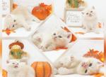 CFA Short Hair Health Tested - Persian Kitten For Sale - FL&comma; US