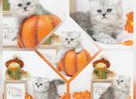 Ember CFA Health Tested - Persian Kitten For Sale - FL&comma; US