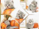 Bliss CFA Health Tested - Persian Kitten For Sale - FL&comma; US