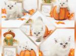 Dodger CFA Health Tested - Himalayan Kitten For Sale - FL&comma; US