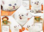 Hondo CFA Health Tested - Himalayan Kitten For Sale - FL&comma; US