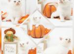 Ripley CFA Health Tested - Himalayan Kitten For Sale - FL&comma; US